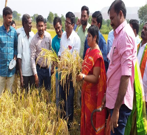 Mancherial District                                                                                                                                                                                                                                        - Crop Cutting Expts.,                                                                                                                                   - PMFBY Crop cutting Experiment at Amerawadi Village of Mandamarry Mandal                                                                                                                                                                                         - dt.04/12/2019          